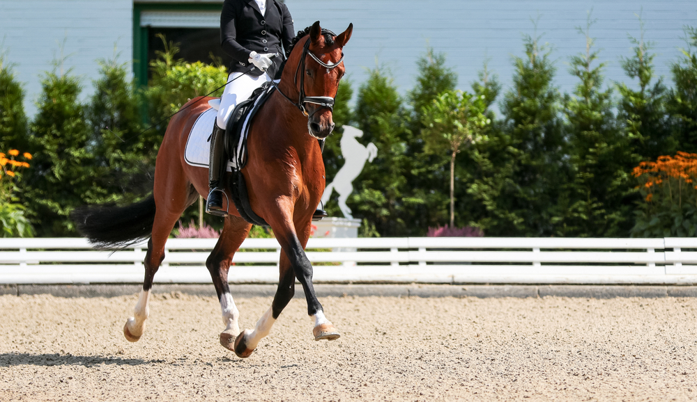 Connecticut Dressage Association A nonprofit organization promoting